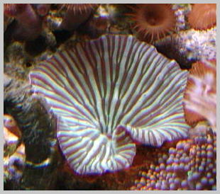 ACTINODICUS